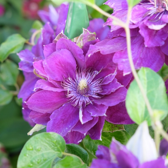 Clematis patens 'Shin-shigyoku' - image 2