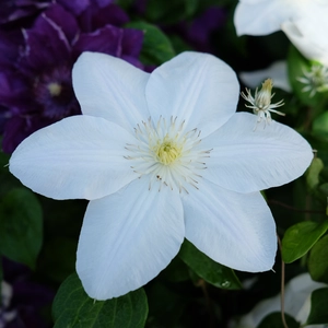 Clematis 'Shirayikihime'