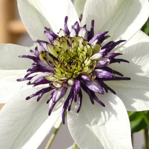 Clematis florida 'Sieboldii'