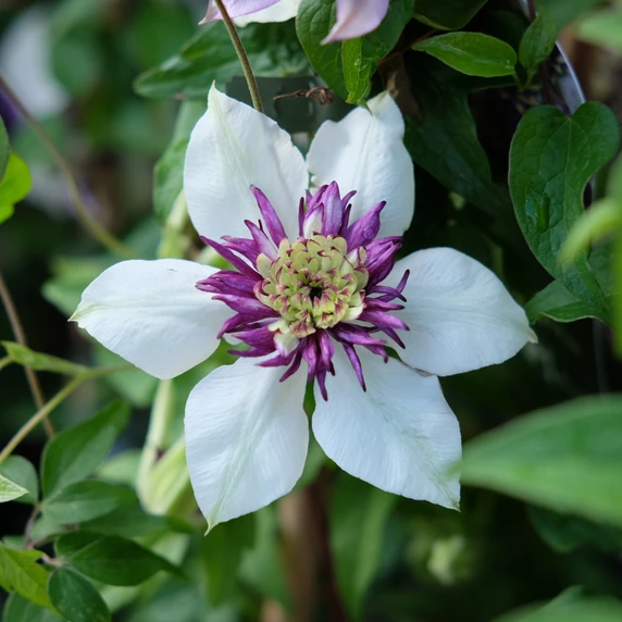 Clematis florida 'Sieboldii' 16cm - image 1