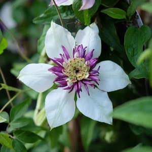 Clematis 'Sieboldii'