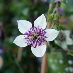 Clematis florida 'Sieboldii' 16cm - image 2
