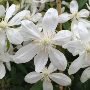 Picture - New Leaf Clematis