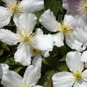 Image Credit: ©2025 John Richards Nurseries Ltd