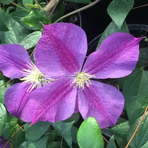 Clematis 'Star of India' 16cm