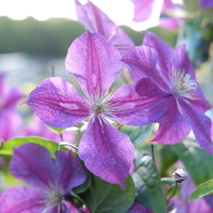 Clematis 'Star of India'