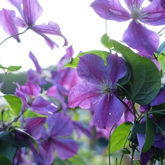 Clematis 'Star of India' 3L - image 2
