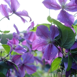 Clematis 'Star of India' 3L - image 2