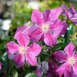 Clematis 'Star Of Pakistan'