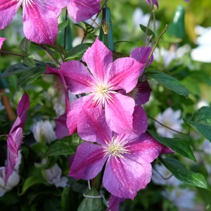 Clematis jackmanii 'Star Of Pakistan' - image 2