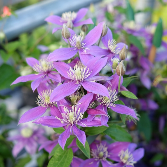 Clematis diversifolia 'Stella Bella' - image 1