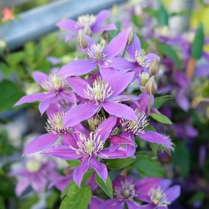 Clematis 'Stella Bella'