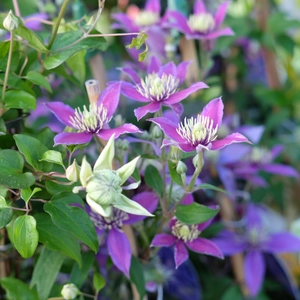 Clematis diversifolia 'Stella Bella' - image 2