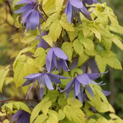 Clematis alpina 'Stolwijk Gold' 2L