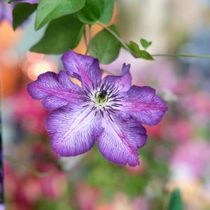 Clematis 'Super Nova'
