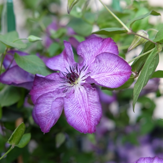 Clematis viticella 'Super Nova' - image 2