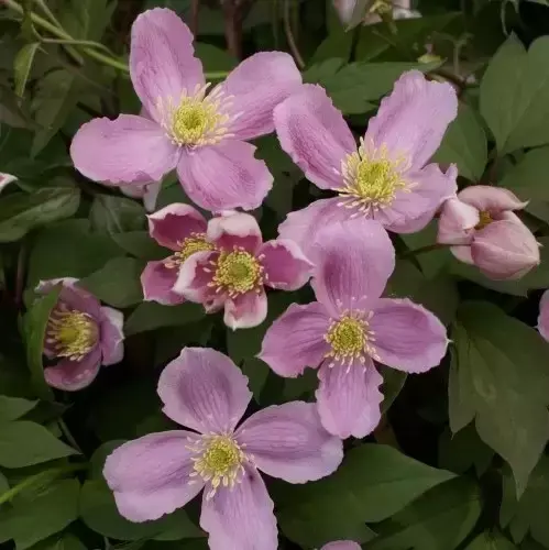 Clematis montana 'Tetrarose' 3L