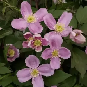 Clematis montana 'Tetrarose' 3L