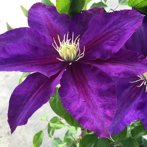 Picture - New Leaf Clematis