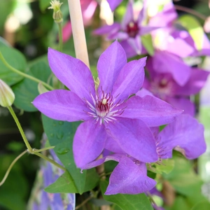 Clematis 'The President'