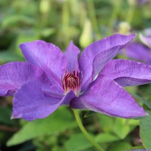 Picture Credit - New Leaf Clematis