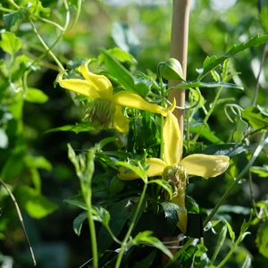Clematis tibetana subsp. tangutica