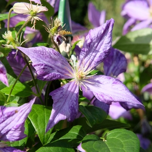 Clematis 'Tie Dye'
