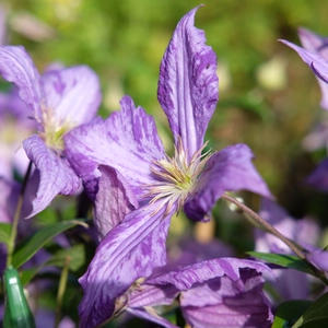 Clematis jackmanii 'Tie Dye' - image 2