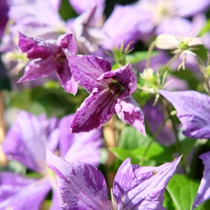 Clematis jackmanii 'Tie Dye' - image 3