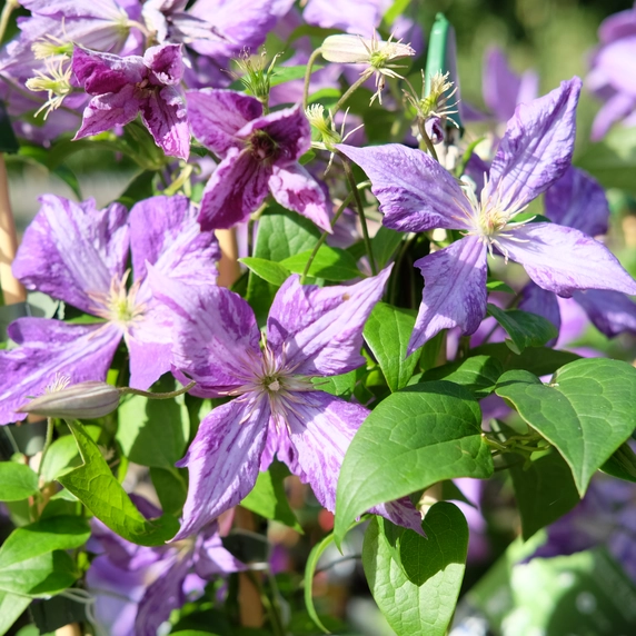 Clematis jackmanii 'Tie Dye' - image 4