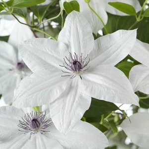 Clematis 'Tsukiko'