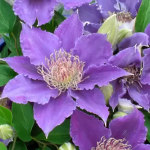 Clematis Tudor Patio 'Bijou' - image 1