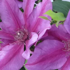 Clematis Tudor Patio 'Darcy' 2L