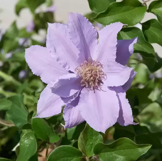 Clematis Tudor Patio 'Filigree' 2L - image 3