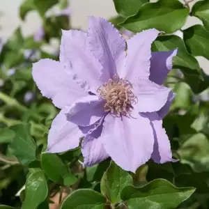 Clematis Tudor Patio 'Filigree' 3L - image 3