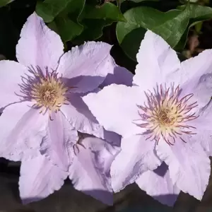 Clematis Tudor Patio 'Filigree' 2L - image 2