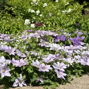 Clematis Tudor Patio 'Filigree' 2L - image 4