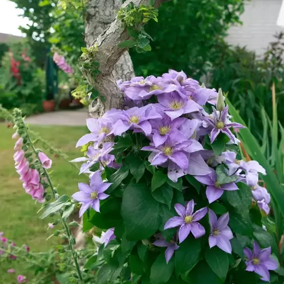 Clematis Tudor Patio 'Filigree' 2L - image 5