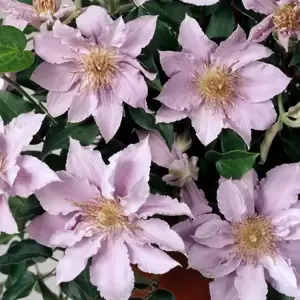 Clematis Tudor Patio 'Filigree' 2L - image 1