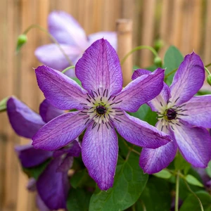 Clematis viticella 'Venosa Violacea'
