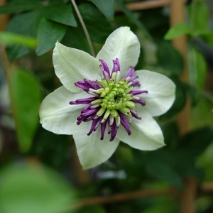 Clematis 'Viennetta'