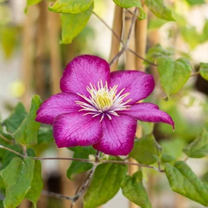 Clematis 'Ville de Lyon' - image 2