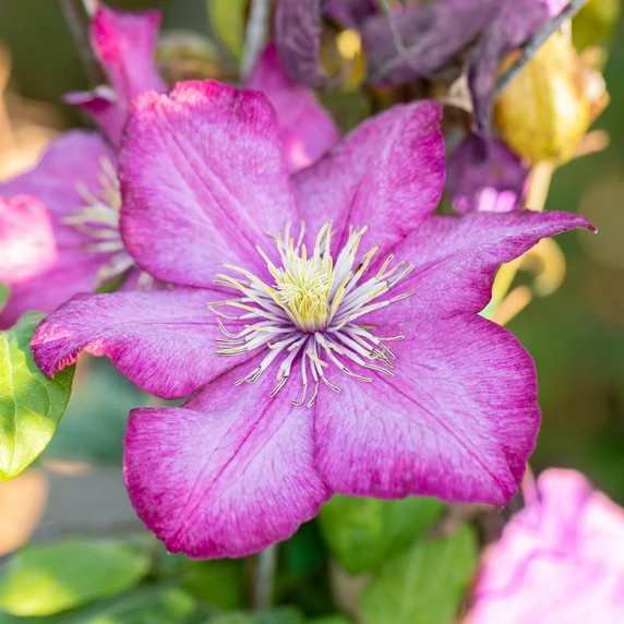 Clematis 'Ville de Lyon' - image 1