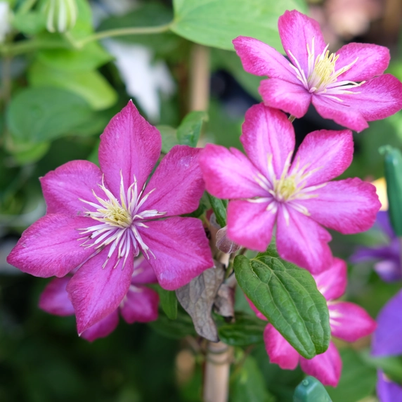 Clematis 'Ville de Lyon' - image 3