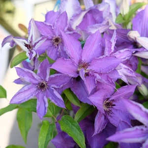 Clematis 'Viva La Vida'
