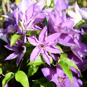 Clematis patens 'Viva La Vida' - image 2