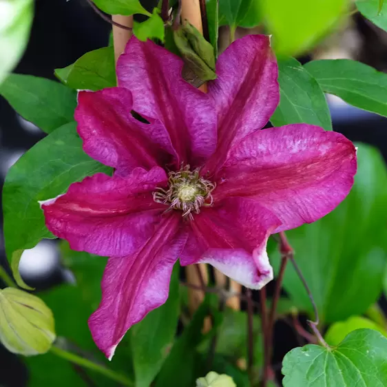 Clematis 'Vivienne Beth Currie'