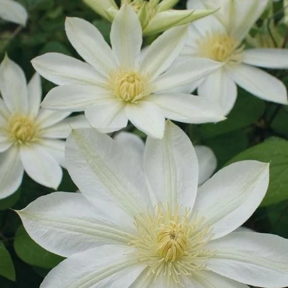 Clematis 'Wada's Primrose'