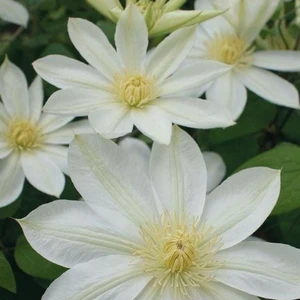 Clematis 'Wada's Primrose'