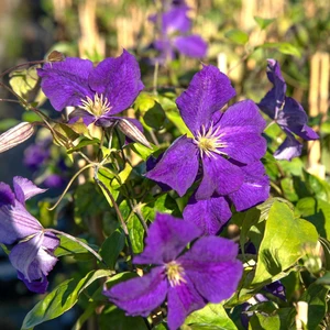 Clematis 'Warszawska Nike'